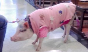 A porquinha Judith também compareceu à missa e ao evento, elegantemente vestida!
