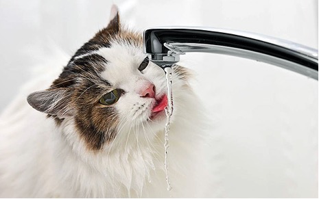 Gato gosta de água