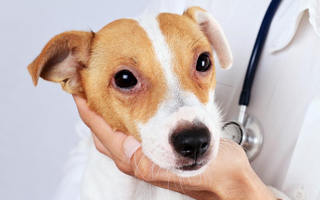 Hemangiossarcomas Viscerais em Cães