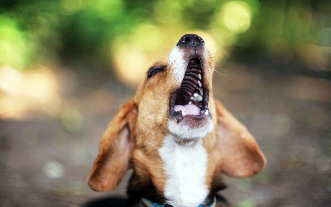 Melanoma oral em cães