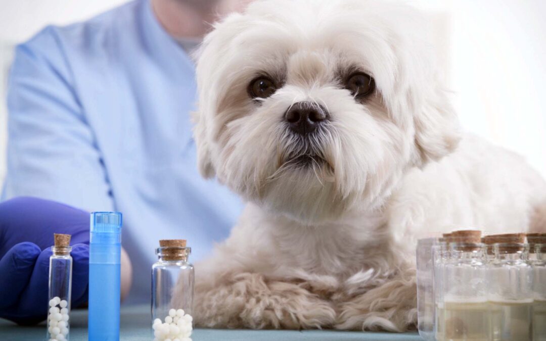 Homeopatia em animais