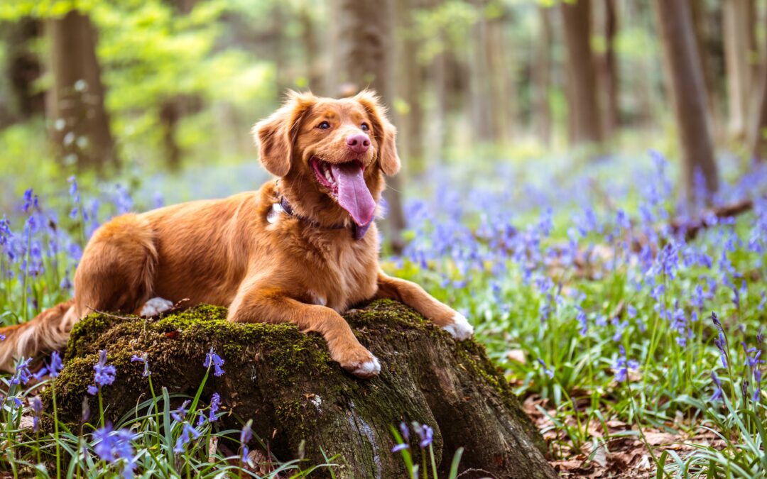 Bem estar animal –  Quais são as cinco liberdades?