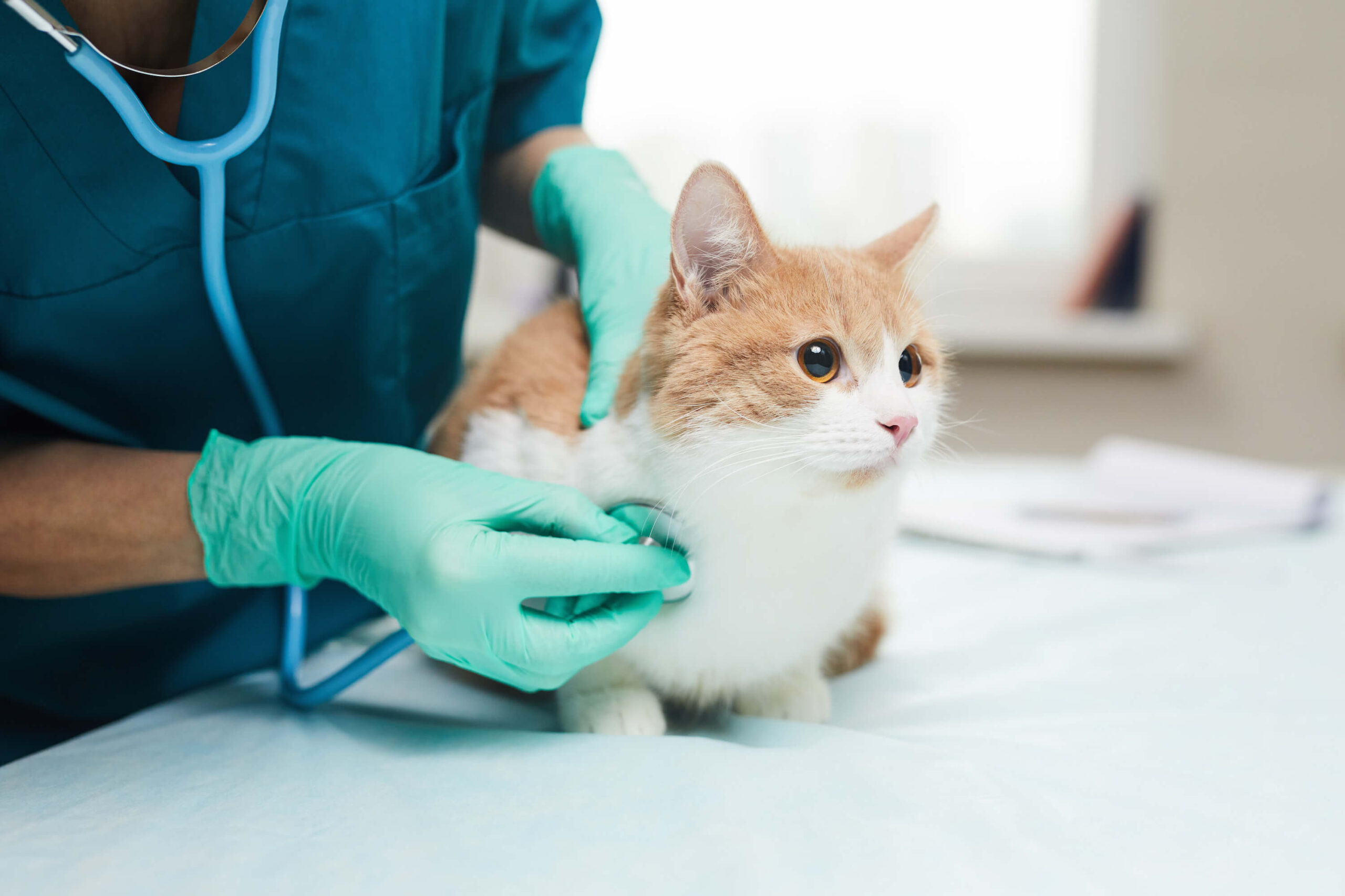 Estadiamento de neoplasias em cães e gatos