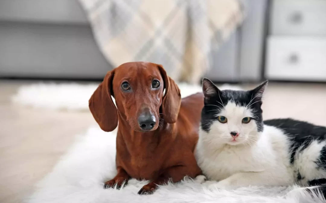 Neoplasias Cutâneas em Cães e Gatos