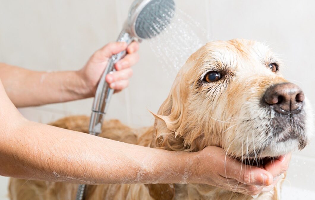 Shampoo para cães é tudo igual?